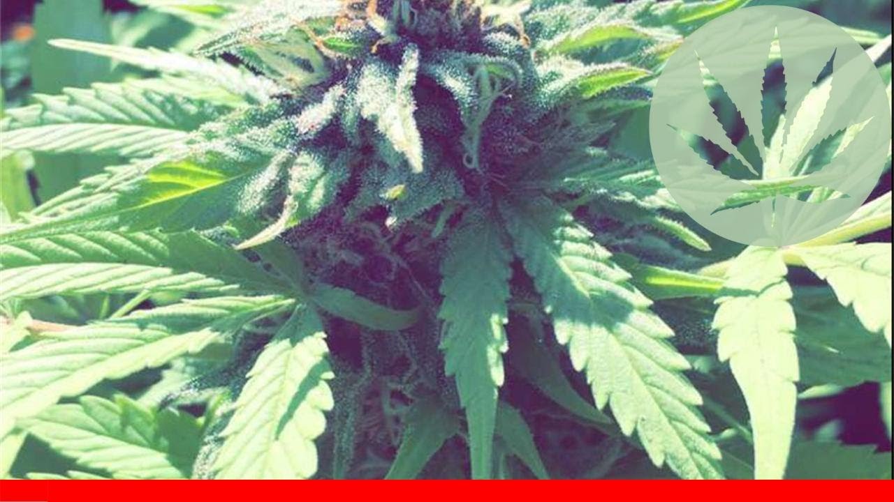 Thin Mint Gsc - All About This Strain