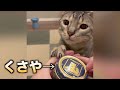 猫にくさやを嗅がせるとこんな反応が、、、 #shorts