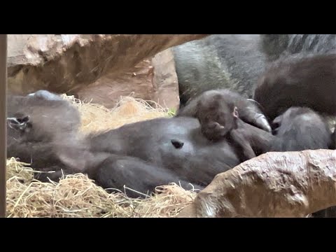 Video: U zoološkom vrtu u Clevelandu?