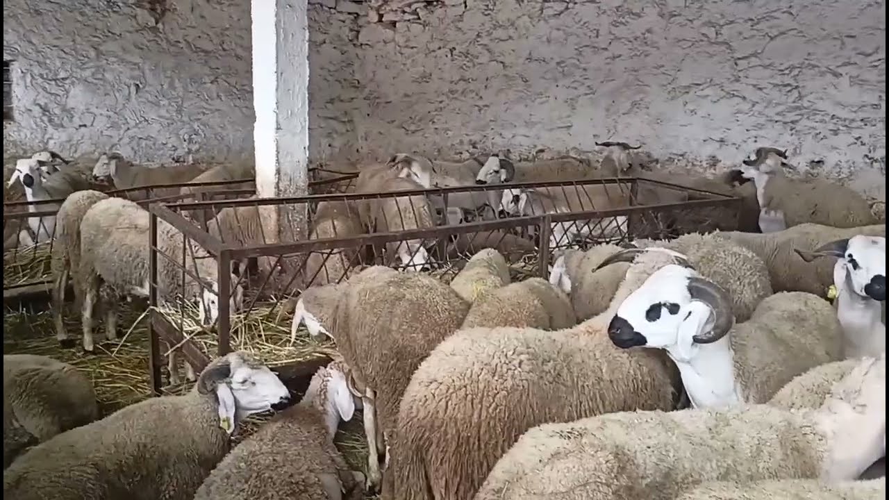 أثمنة الخروف عيد الاضحى فبطوار الحي المحمدي تمن الكيلو بتدأ من (80 دراهم)