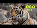 Eco india what is madhya pradesh doing right to save and protect the tiger