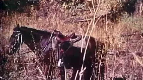 Fred Bear Recurve Elk Hunting!