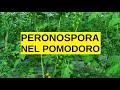 PERONOSPORA nel Pomodoro in SERRA Fredda come azzerare il problema