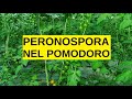 PERONOSPORA nel Pomodoro in SERRA Fredda come azzerare il problema