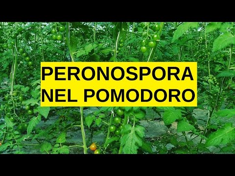 Video: Nematodi del nodo della radice di gombo: informazioni sui nematodi del nodo della radice su gombo