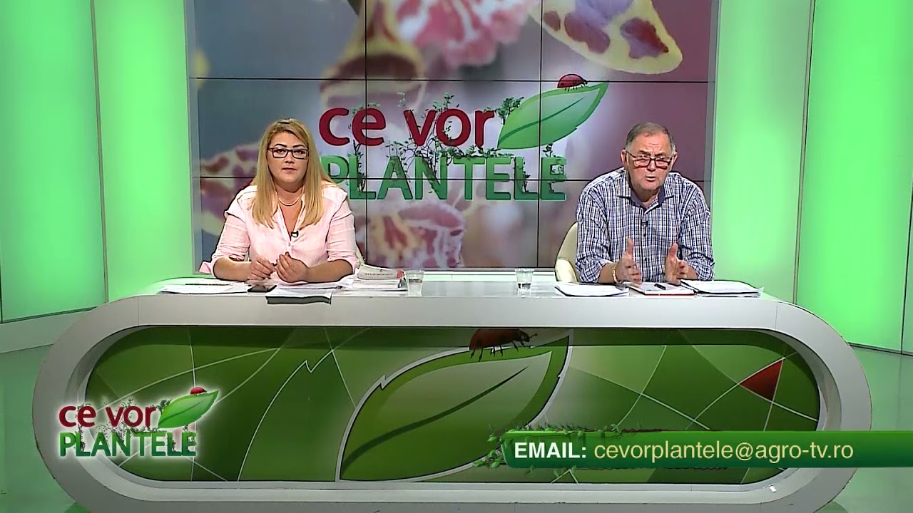 VIDEO Ing. Cristina Ghibu - Cum tăiem corect lăstarii de zmeură 1 VIDEO Ing. Cristina Ghibu - Cum tăiem corect lăstarii de zmeură YouTube player