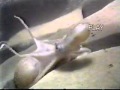 view Cephalopod video: Bathypolypus arcticus mating digital asset number 1