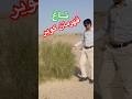 درخت تاغ مقاوم ترین گیاه ایران که به قهرمان کویر مشهوره درختکاری محیط زیست درخت تاغ مقاوم ترین گیاه ایران که به قهرمان کویر مشهوره درختکاری محیط زیست