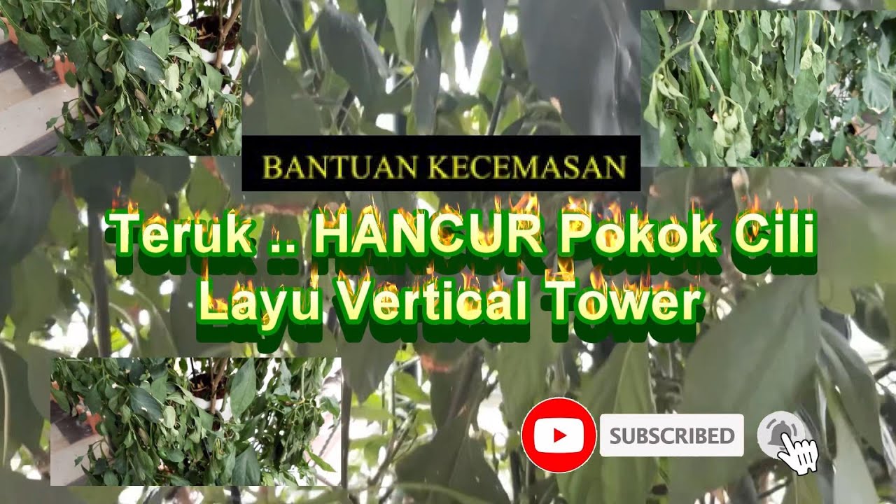 Teruk hancur Pokok Cili Layu Dalam Vertical Tower - Kecemasan Team Fertigasi