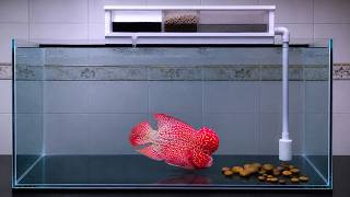 GB Kamalau Flowerhorn Leon | Insane Red Color & Full Pearl Explosion