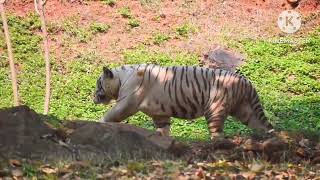 White Bengal Tiger(Panthera Tigris tigris) by MamaRose Korealife 2,361 views 1 month ago 1 minute, 2 seconds