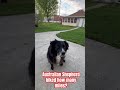 Australian Shepherd hikes 40.3 miles! #hikingdog ##hikingiowa #hikingadventures