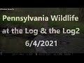 Pennsylvania wildlife at the Log & the Log2         6/4/2021