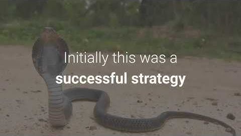 What is the cobra effect