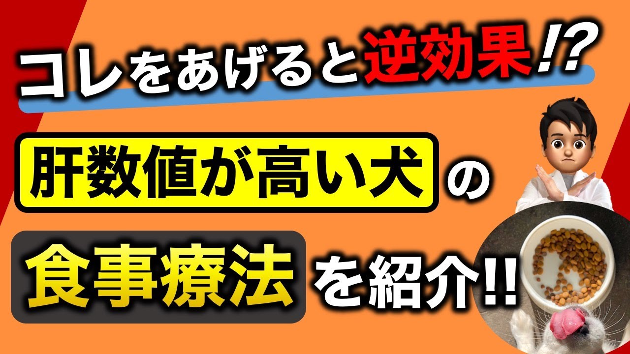 【犬の食事療法】肝数値が高い犬が摂るべき食事