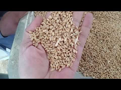 How to check wheat quality wheat rate today 3600 wheat rate going to high