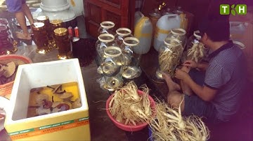 Cách làm rượu Nhân Sâm tươi ngâm rượu đẹp - Công ty chuyên cung cấp Sâm tươi tất cả các tỉnh cả nước