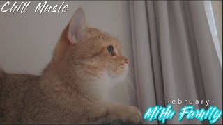 [Chillout with kittens] February ｜Chill Music, Background, Work, Sleep by Mihu family Take a break 61 views 2 months ago 33 minutes