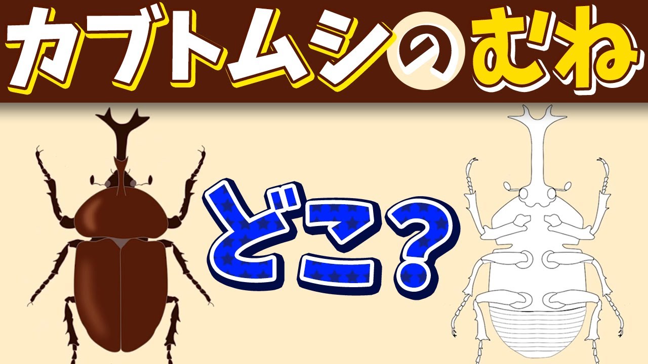 Science] Where is the thorax of a rhinoceros beetle? - YouTube