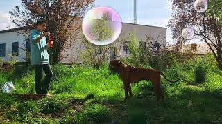 1 Rhodesian Ridgeback, 2 puppies, 6 paws, making bubbles in Austria, May 2023