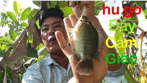 Câu cá rô đồng tiếp tục hành trình hoà khánh đông đức hoà long an