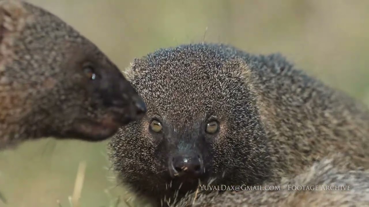 Egyptian mongoose family, (Herpestes ichneumon), Israel / נמיה מצויה , نمس مصري