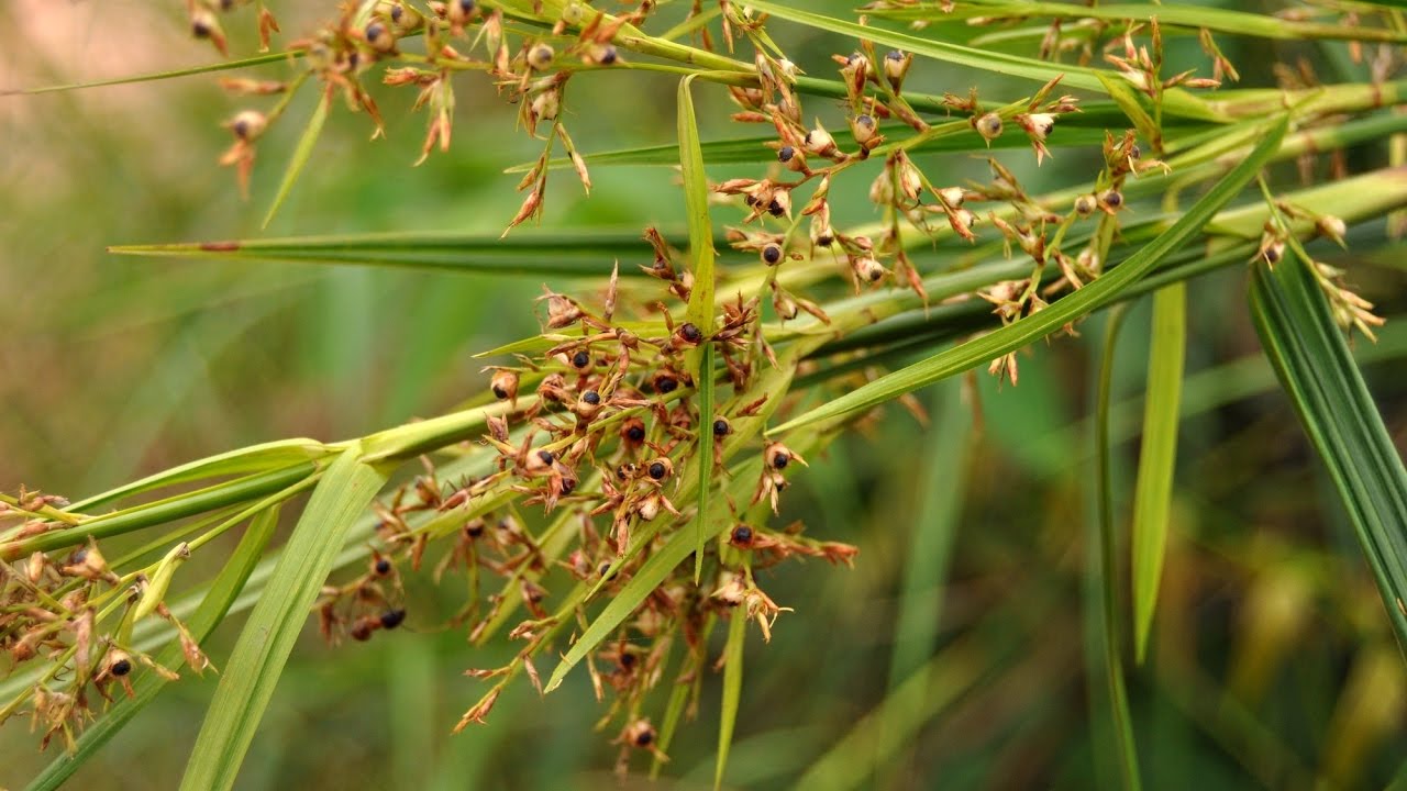 MENAKJUBKAN!! 15 Manfaat dan Khasiat Daun Rumput Rija Rija untuk