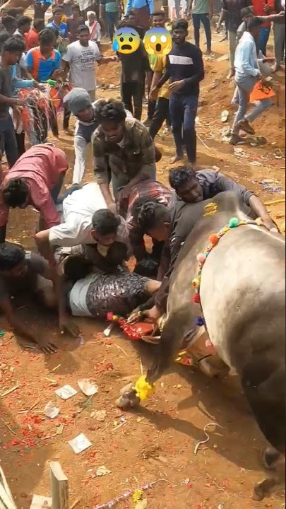 JalliKattu 2023 | Nuthugunta Palli | Dangerous Incident 😰 #jallikattu2023 #jallikattu#incident