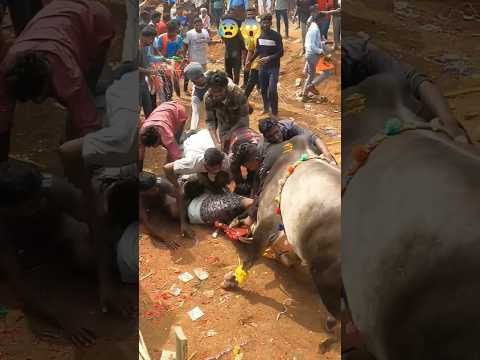 JalliKattu 2023 | Nuthugunta Palli | Dangerous Incident 😰 #jallikattu2023 #jallikattu#incident