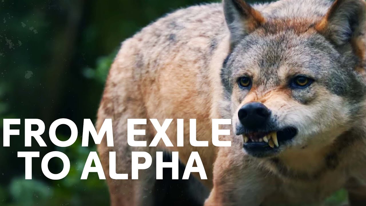 Exiled Wolf's Incredible Fight for Survival