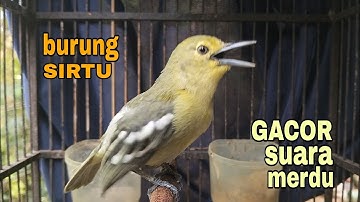 ALUNAN NADA MERDU SUARA BURUNG SIRTU GACOR