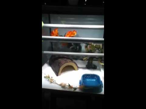 09 Biak/Aru Green Tree Python Male