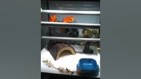 09 Biak/Aru Green Tree Python Male