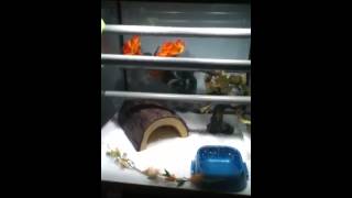 09 Biak/Aru Green Tree Python Male