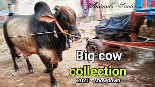 New Collection 2021 | Big cow videos | Big Cow in BD | Big Big Cows & Bulls | Animals Studio
