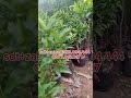 Trồng cây quất ngọt chơi tết chín vàng sai chĩu cây đẹp dã man