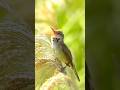 Great Reed Warbler's Sky High Call