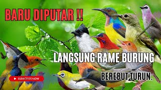 Langsung Berebut Turun! Suara Pikat Burcil Ribut Paling Sakti🔥
