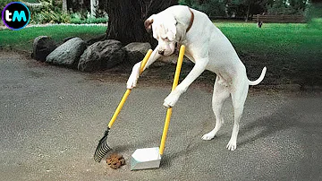 ¿Cuáles son los 2 perros más inteligentes?