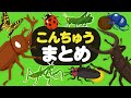 【昆虫★まとめ】昆虫さがし🔎カブトムシ,クワガタムシ,ホタル,カマキリ,バッタ,フンコロガシ,カナブン,アリ,などこんちゅうの名前を覚えよう！昆虫 観察 自然 虫 むし ムシ,insect,bug