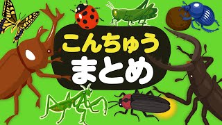 【昆虫★まとめ】昆虫さがし