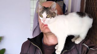 Shoulder Cat by MB vids 1,831 views 1 month ago 3 minutes, 34 seconds