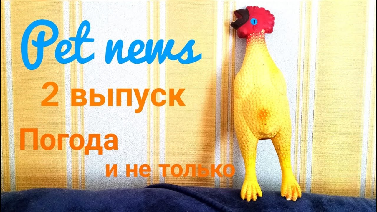 Погода и не только! / Pet news