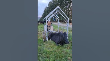 High-tech way of lifting Down Cow 🐄  #farmlife #shorts