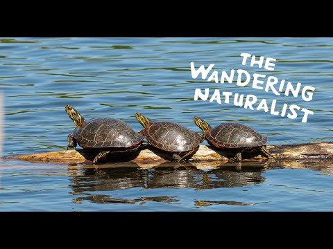 Episode 241: Turtle Treks – Nesting Insight