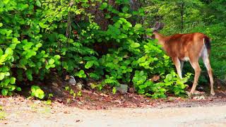 Relaxing deer eating. Beautiful nature 4k content with stress free sound of nature. screenshot 2