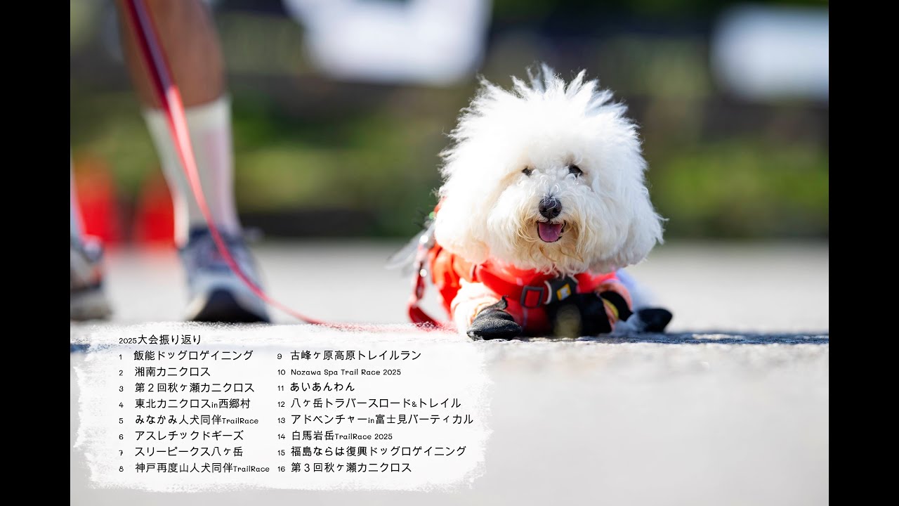 2025年　ワンコの大会振り返り