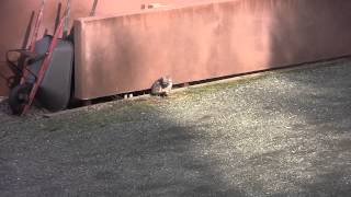 Information the fox visits the nicasio mountain retreat Guide
