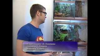Пауки-птицееды! 400 опасных пауков в квартире!!! (Tarantula, Minsk) Пауки-птицееды! 400 опасных пауков в квартире!!! (Tarantula, Minsk)