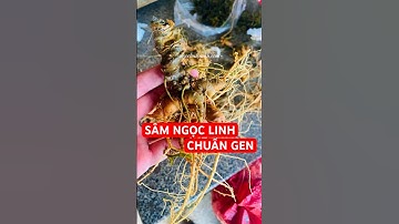 Sâm Ngọc Linh chuẩn gen vừa xuống núi, già đanh. 🍀🔥! #ngoclinhxanh #samngoclinh #samdayngoclinh